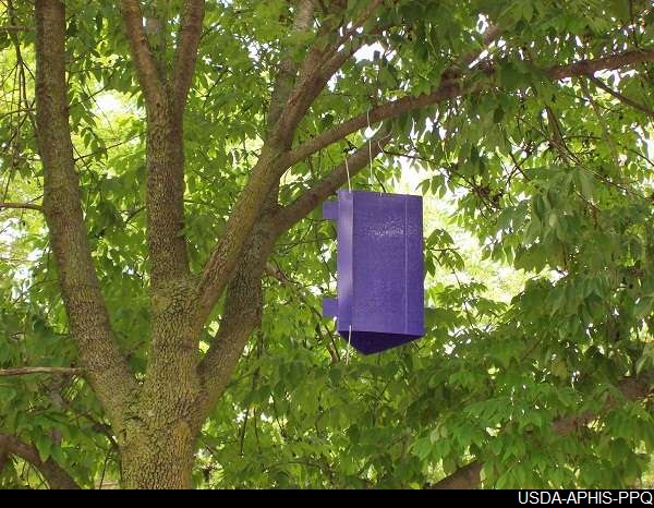 EAB purple trap tree emerald ash borer
